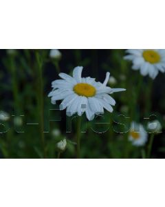 Leucanthemum vulgare 'Maikönigin' P9 / 24 per kist