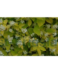 Philadelphus cor. 'Aureus' C3