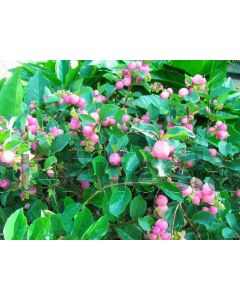 Symphoicarpos 'Pink Blizzard' C2