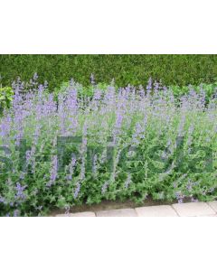 Nepeta faassenii P9 / 24 per kist