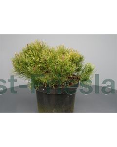 Pinus mugo 'Mugo' 30-40 cm C7.5