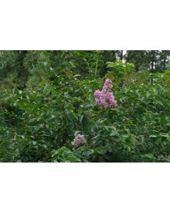 Lagerstroemia ind. 'Muskogee' 150-175 cm C30