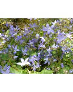 Campanula poscharskyana C2