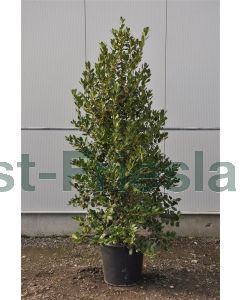 Ilex aq.'Nelllie R Stevens' 200-250 cm C50