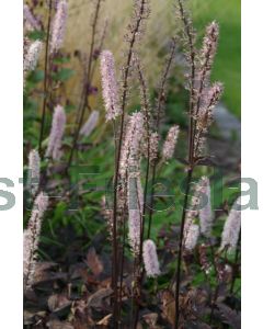 Actaea ramosa 'Brunette' C2