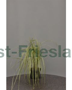 Calamagrostis a. 'Overdam' C2