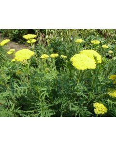 Achillea fil. 'Parker's Variety' P9 / 24 per kist