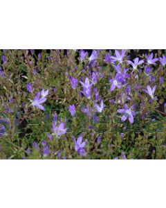 Campanula p. 'Stella' P9 / 24 per kist