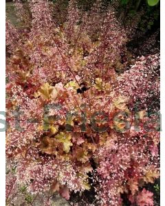 Heuchera 'Marmalade' P9 / 24 per kist