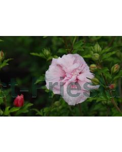 Hibiscus syr.'Pink Chiffon' 6/8 halfstam C18