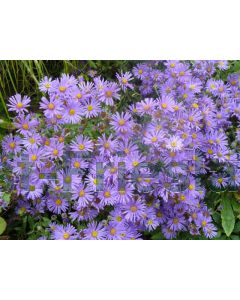 Aster amellus 'Blue King' P9 / 24 per kist