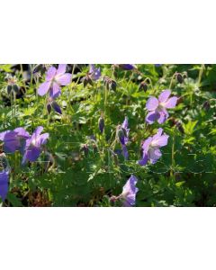 Geranium 'Johnson's Blue' P9 / 24 per kist