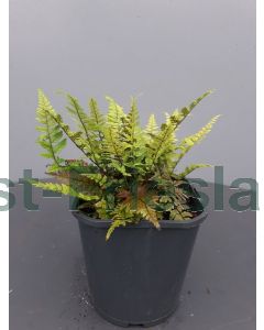 Polystichum tsussimense C2