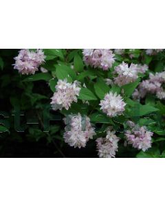 Deutzia h.  'Strawberry Field' C3