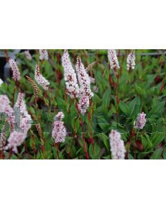 Persicaria aff. 'Superba' P9 / 24 per kist