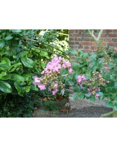 Lagerstroemia indica 40-50 cm C3