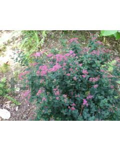 Spiraea japonica 'Crispa' 30-40 cm C2