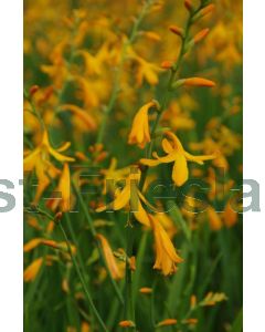 Crocosmia 'George Davidson' P9 / 24 per kist