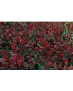 Photinia fras. 'Carré Rouge' C15 60 cm stam