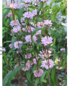 Phlomis tuberosa 'Amazone' C2