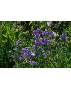 Polemonium caeruleum P9 / 24 per kist