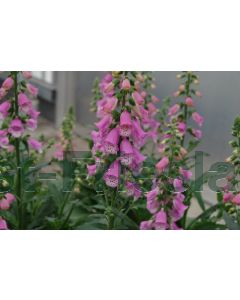 Digitalis purp.'Pink Panter' C2