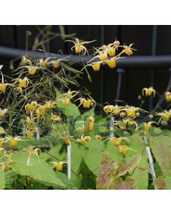 Epimedium perralc. 'Amber Queen' P9 / 24 per kist