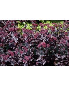 Sedum 'Jose Aubergine' P9 / 24 per kist