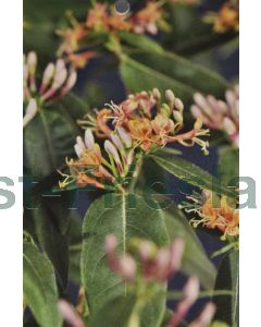 Lonicera henryi 150-175 cm C7.5