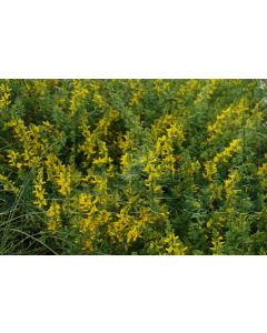 Genista tinctoria 'Royal Gold' C2