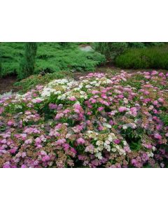 Spiraea japonica 'Genpei' 30-40 kw 2-3 tak bos á 25 stuks