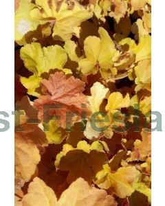 Heuchera 'Caramel' P9 / 24 per kist