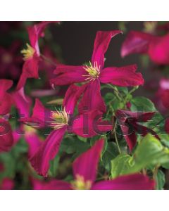 Clematis 'Madame Julia Correvon' 75 cm C2