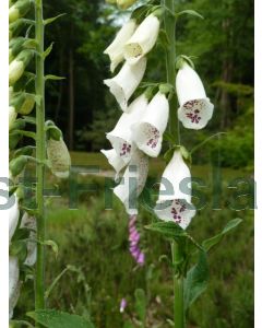 Digitalis purp. 'Alba' P9 / 24 per kist