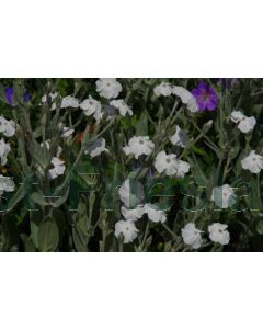 Lychnis cor. 'Alba' P9 / 24 per kist