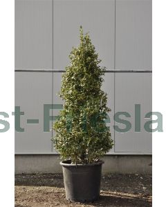 Ilex pernyi 150-175cm C50