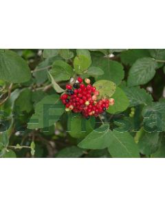 Viburnum lantana 60-80 cm C2