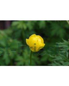 Trollius 'Lemon Queen' P9 / 24 per kist