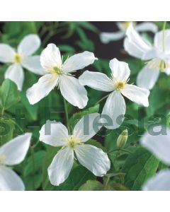 Clematis mont. 'Grandiflora' 75 cm C2