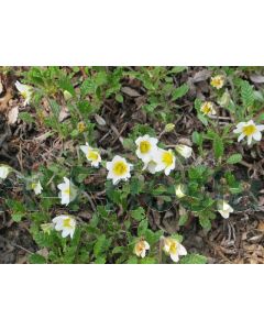 Dryas suendermannii P9 / 24 per kist