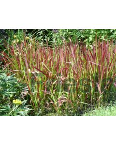 Imperata cylind. 'Red Baron' P9 / 24 per kist