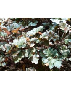 Heuchera'Cappacino' P9 / 24 per kist