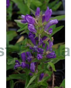 Campanula glomerata 'Acaulis' P9 / 24 per kist