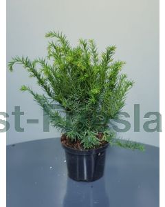 Taxus b. 'Repandens' C2