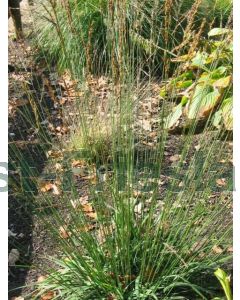 Molinia caerulea 'Strahlenquelle' P9 / 24 per kist