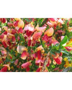 Cytisus 'Palette' C3