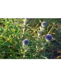 Echinops bannaticus C2