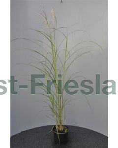 Miscanthus sin. 'Nippon' C2