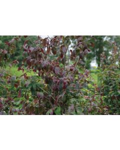 Parrotia pers.'Persian Spire' 225-250 cm C 80 Meerstam