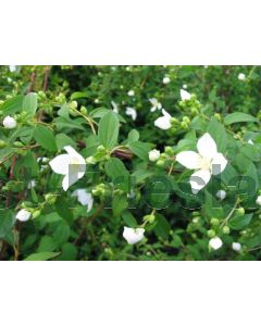 Philadelphus 'Lemoinei' 40-60 cm kw 2-3 tak, bos á 25 stuks